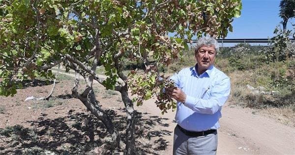 Disease in Pistachios