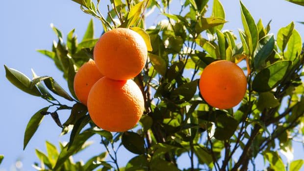 Citrus yield expected to decline