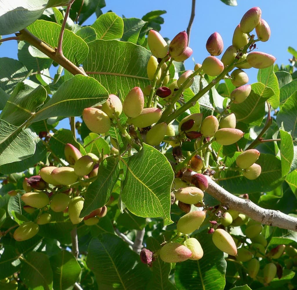 A sharp decline in pistachio harvest is expected