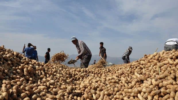 Peanut farmers in Turkey complain about the announced prices.