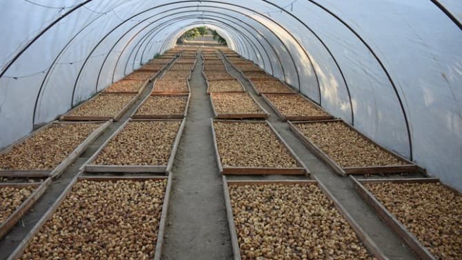 Dried Figs first loading date -2021 season