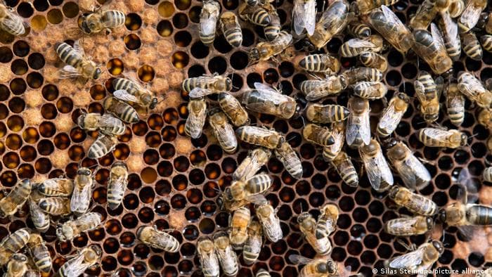 Thousands of hives were destroyed in the fires