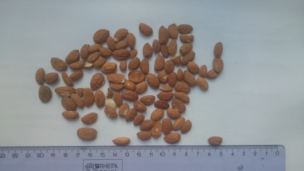 Bitter Almond Kernels