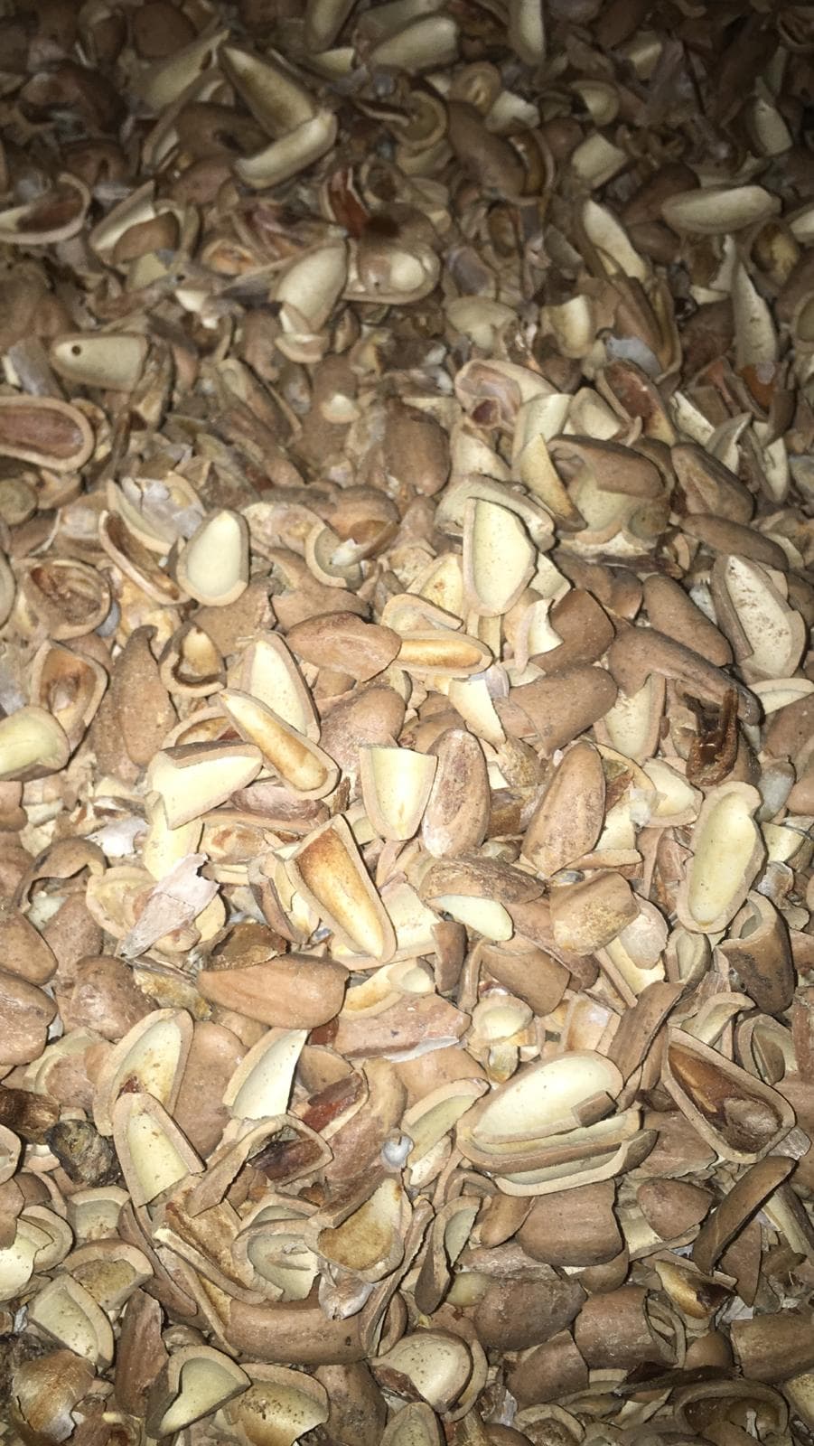 Pine Nut Shells