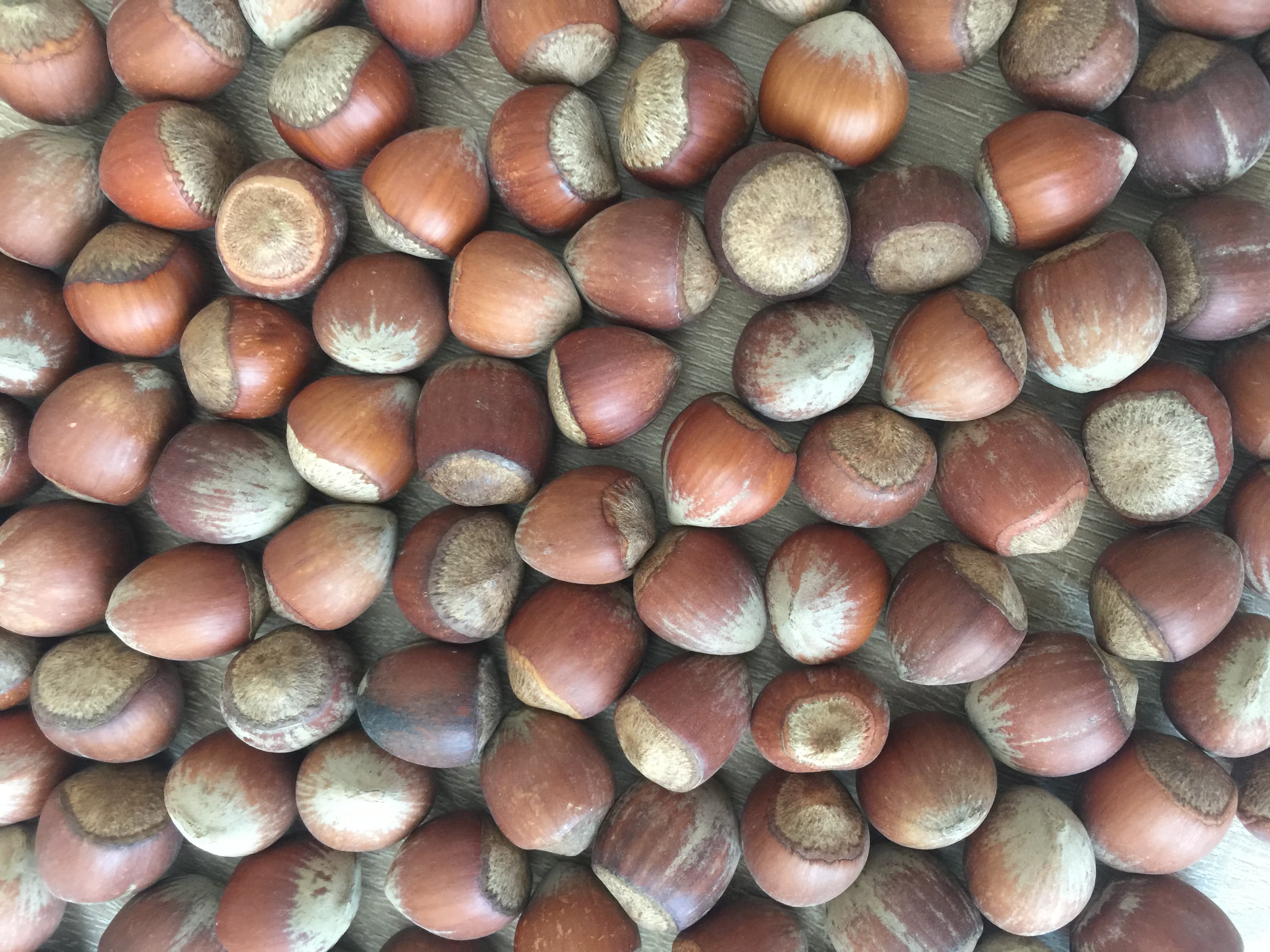 Hazelnut Kernels Inshell Organic