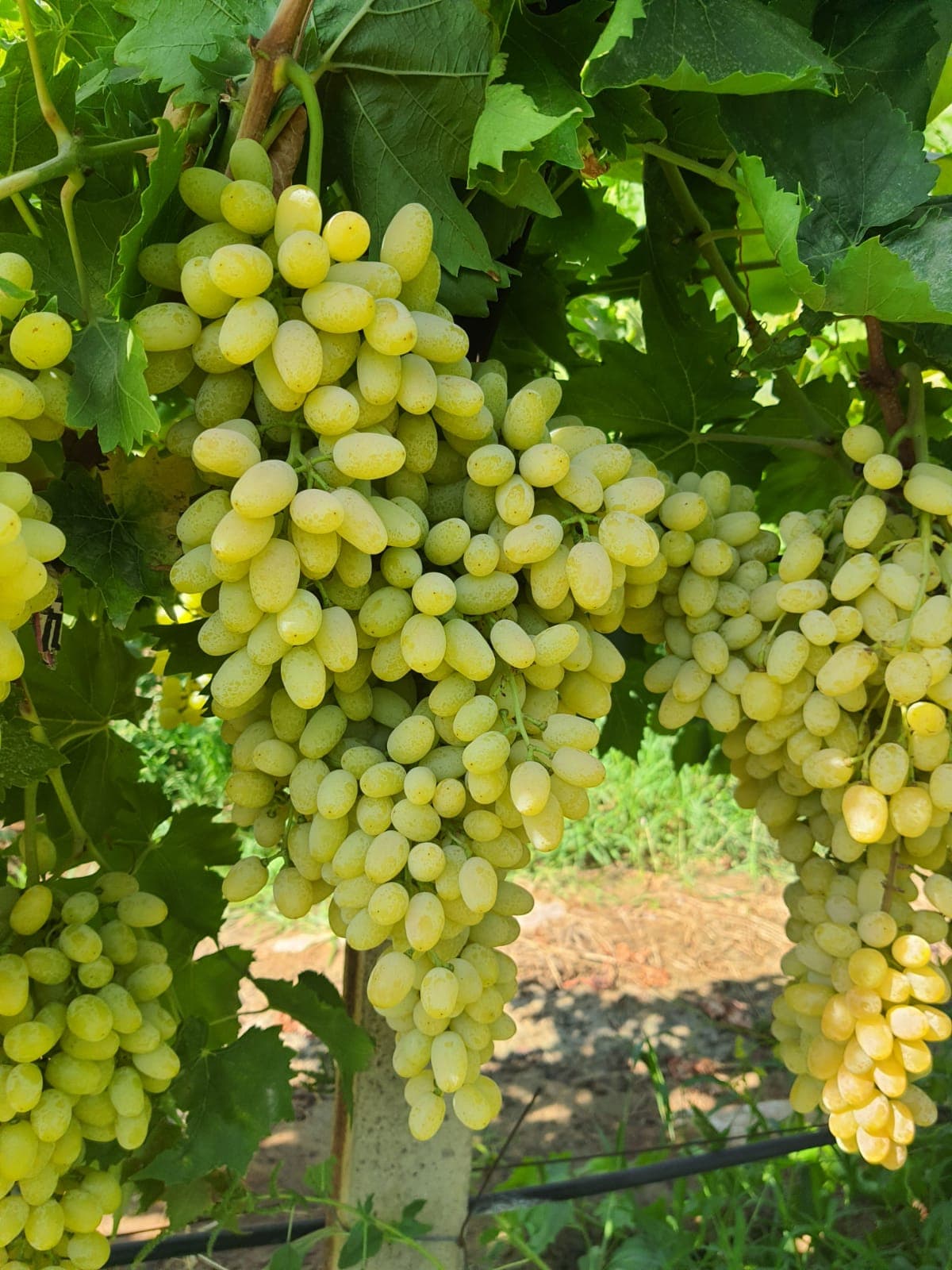 Sultana Fresh Grape