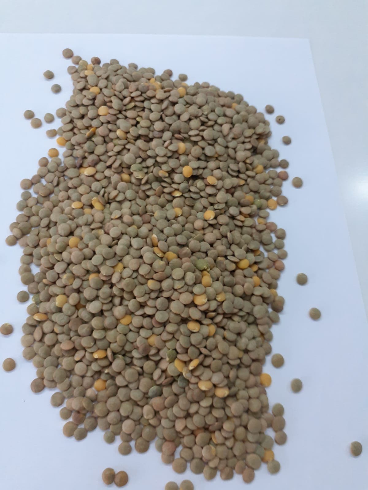 Green Lentil