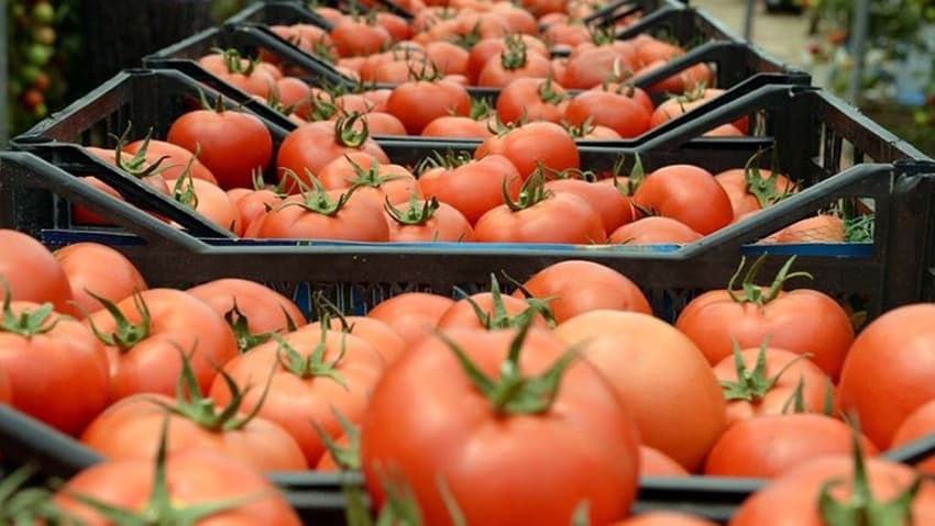 Russia allowed the import of tomatoes and peppers from Antalya and Izmir.