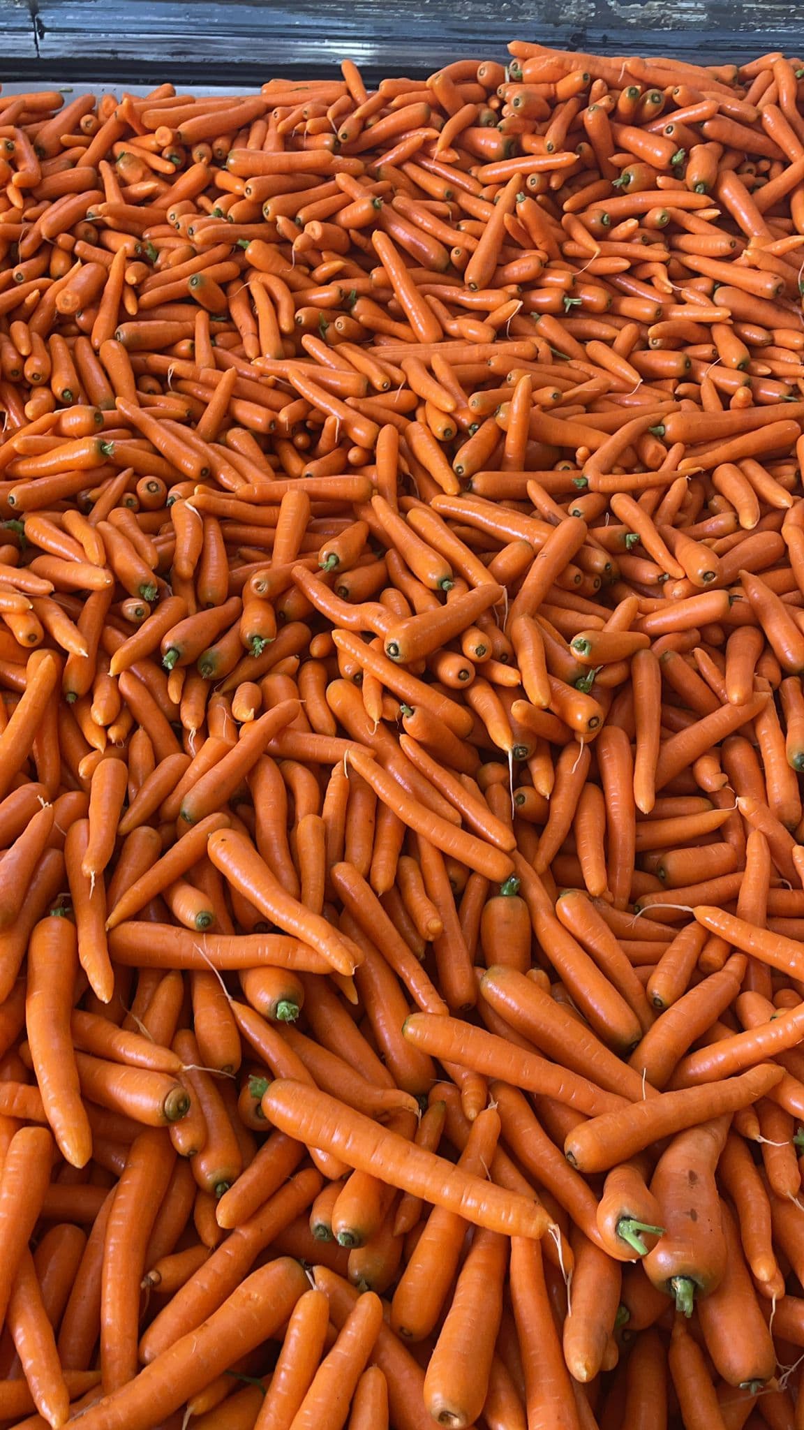 Fresh Carrot