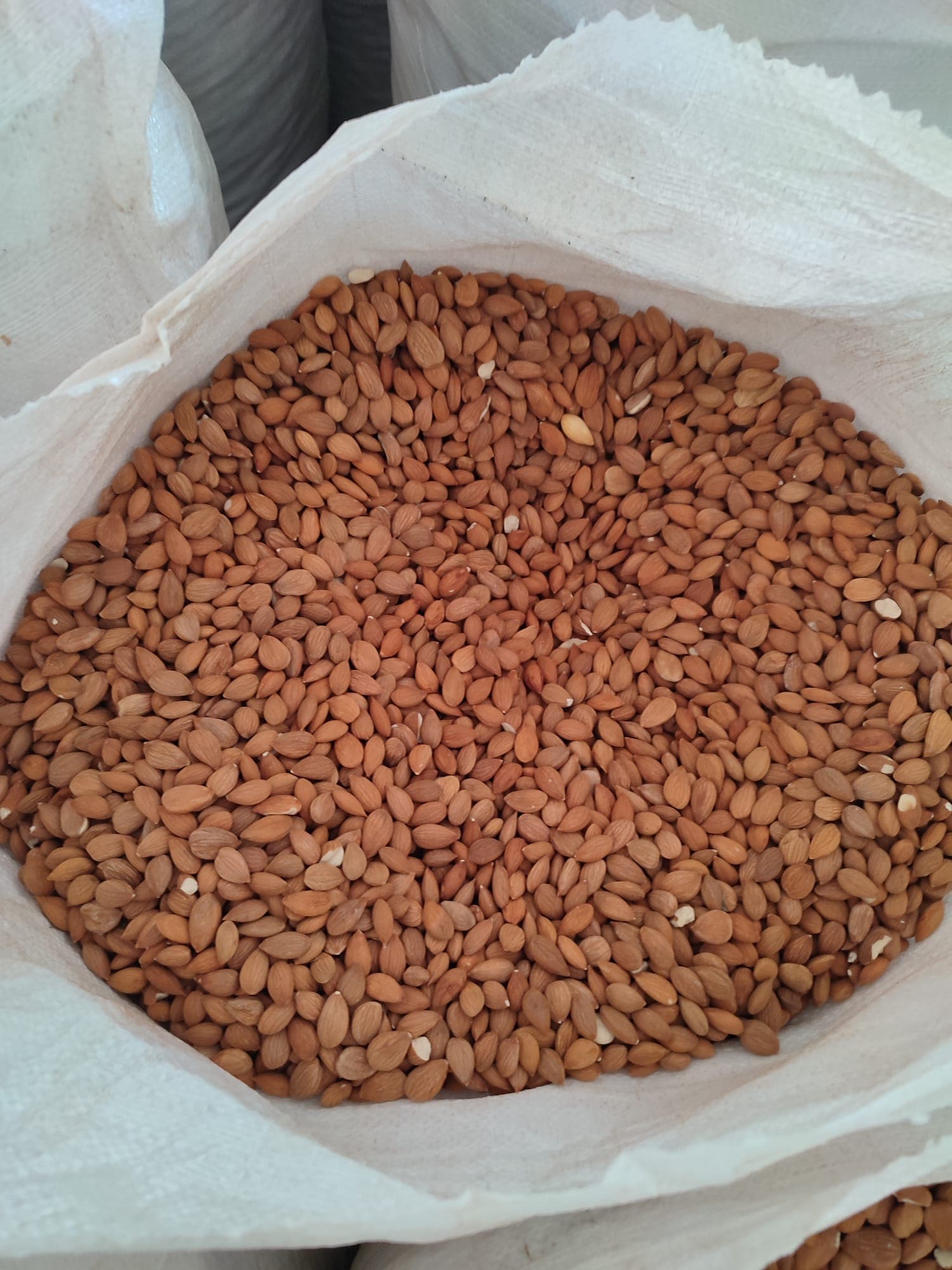 Apricot Kernels Sweet and Bitter Mixed