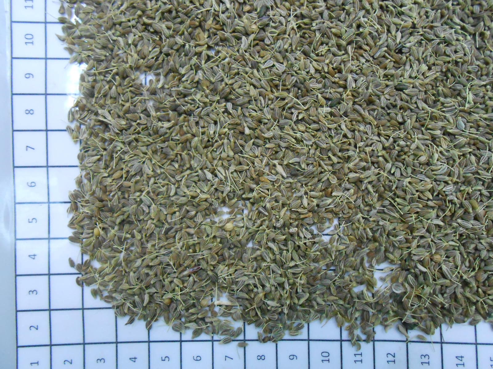 Anise seed