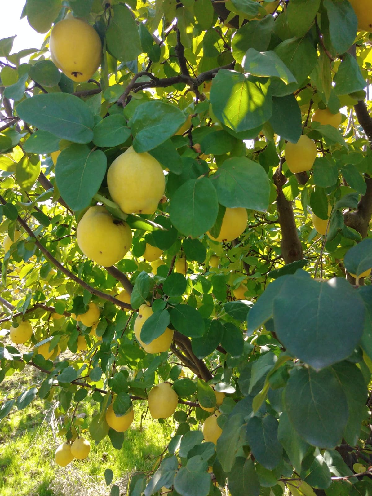 Fresh Quince Fruits