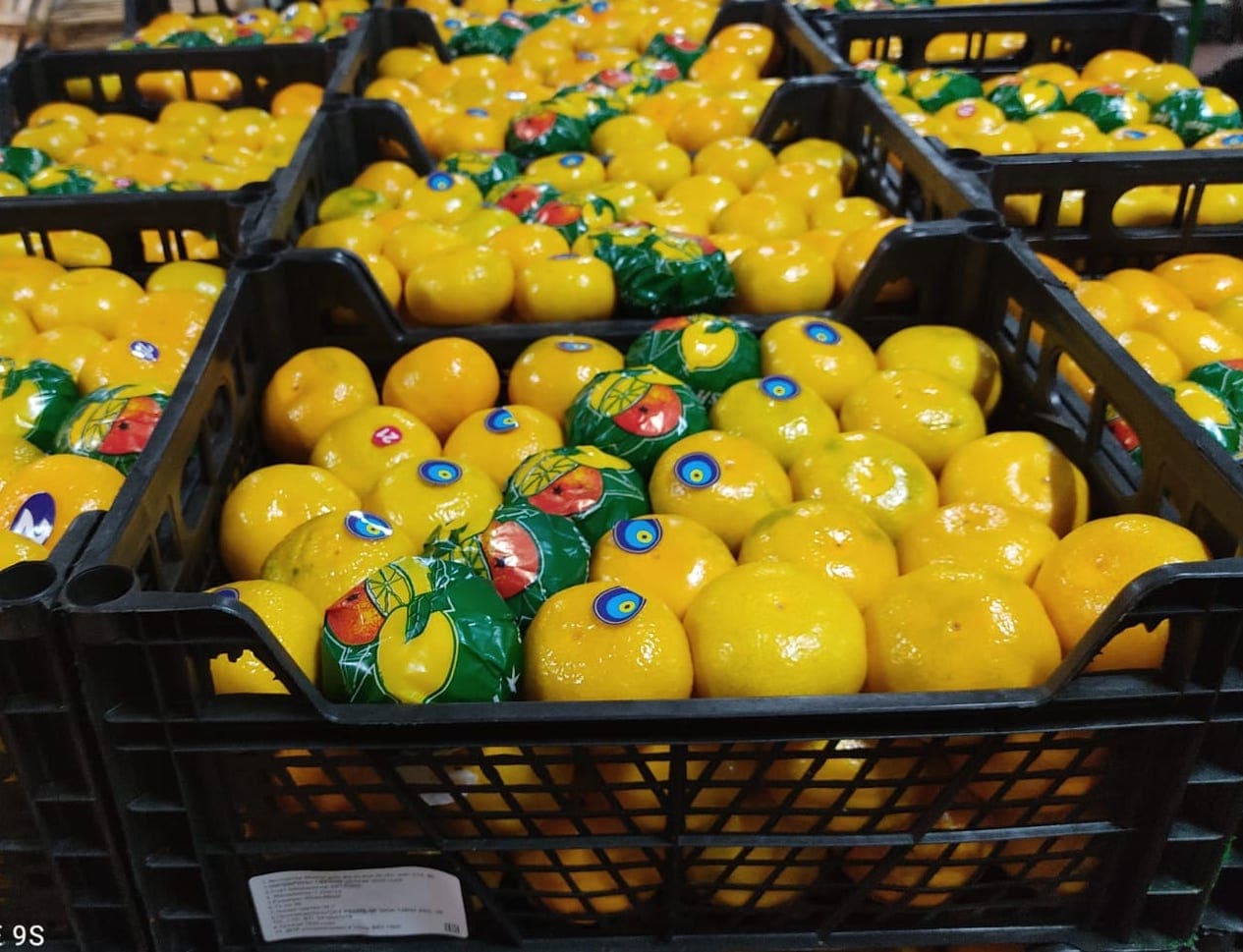 Mandarin Satsuma