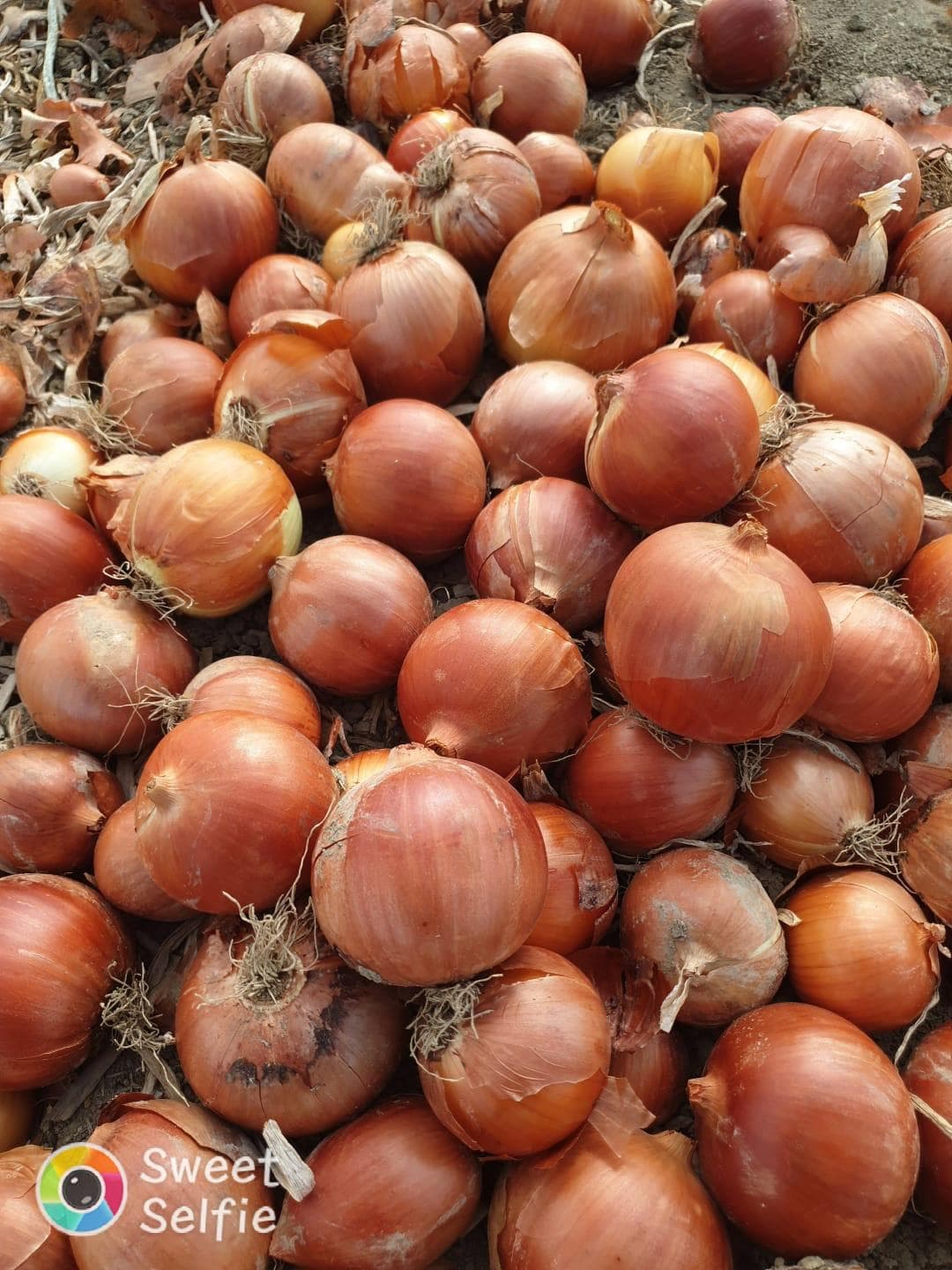 Onion and lemon producers are making losses