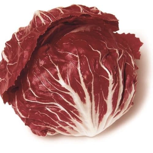 Polorosso Radicchio red lettuce