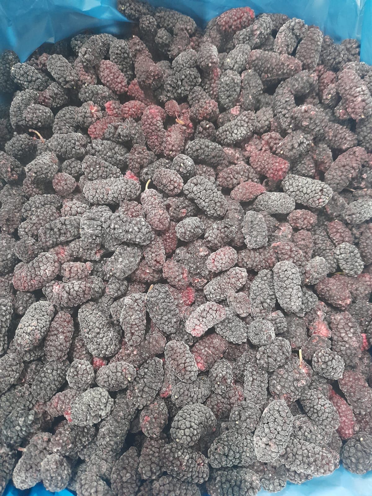 IQF Frozen Black Mulberry