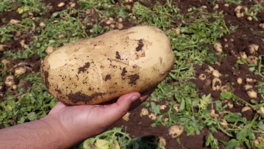 The potato and onion harvest continues