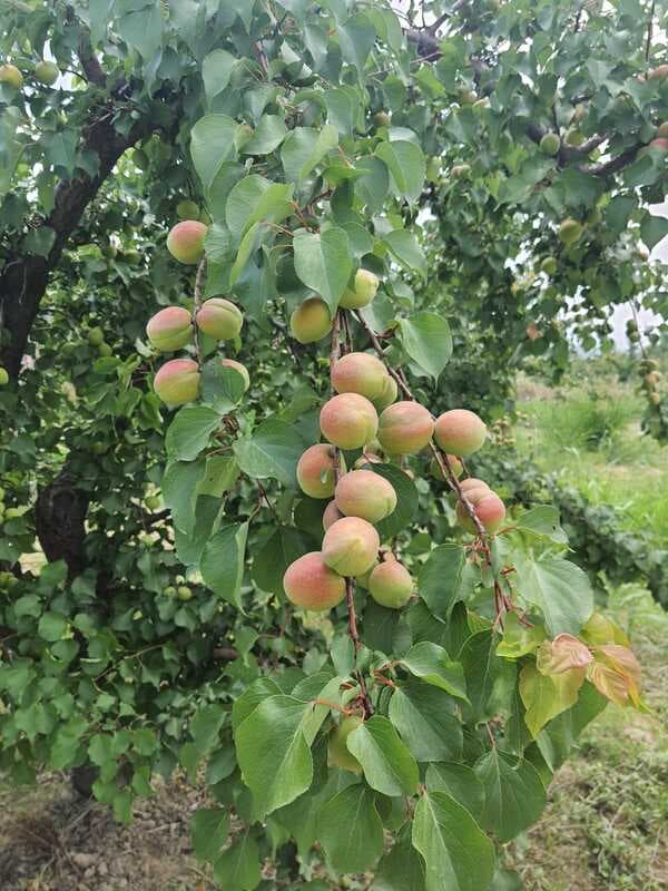 Fresh Apricot