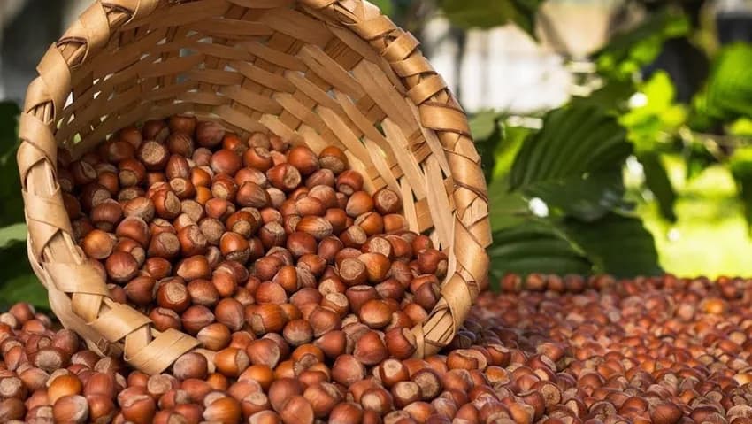Hazelnut harvest announced for 2022 season