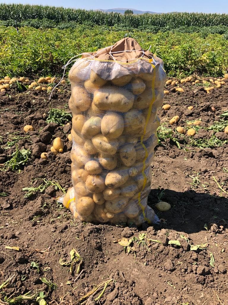 Fresh Potato