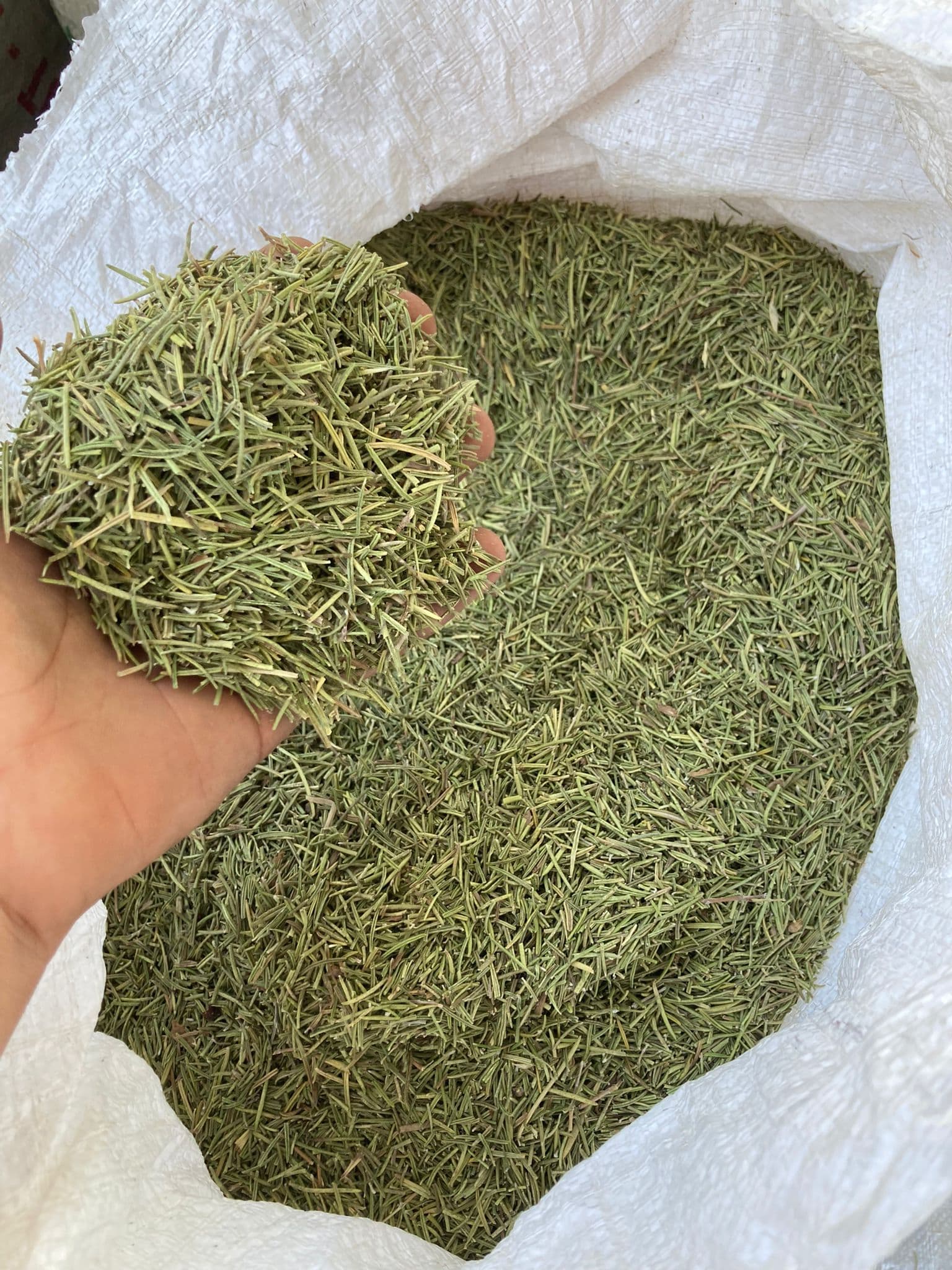Rosemary