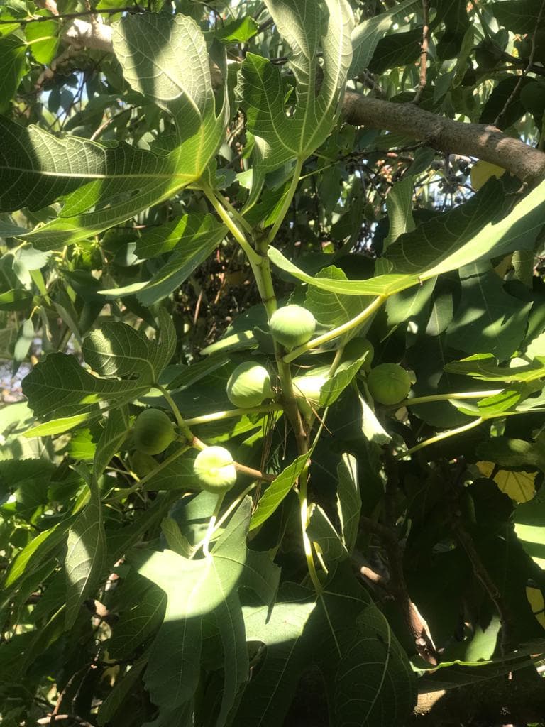 dried figs 2022 outlook