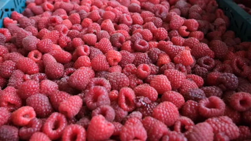 Raspberry harvest has begun