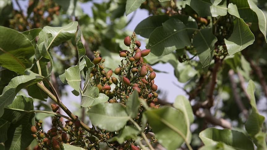 Pistachio 2022 crop estimation