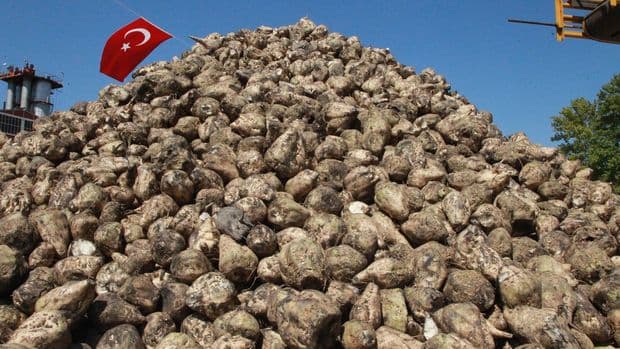 Sugar beet purchase price announced