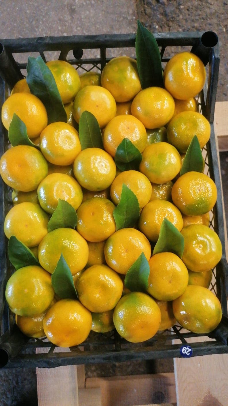 Citrus harvest-cut and export dates