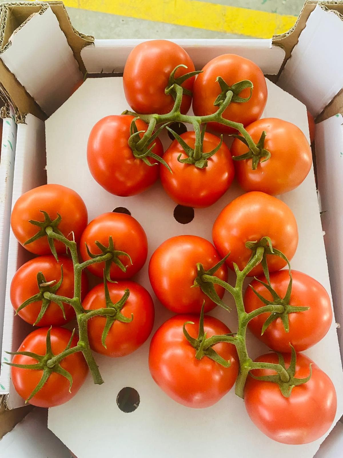 Organic Fresh Tomato