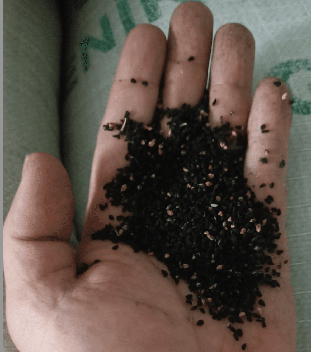 Organic Nigella sativa seed Black cumin