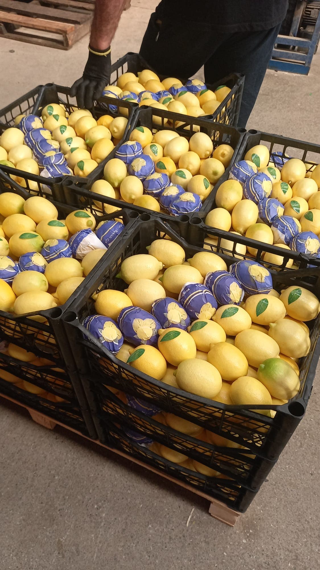 Lemon Mayer type