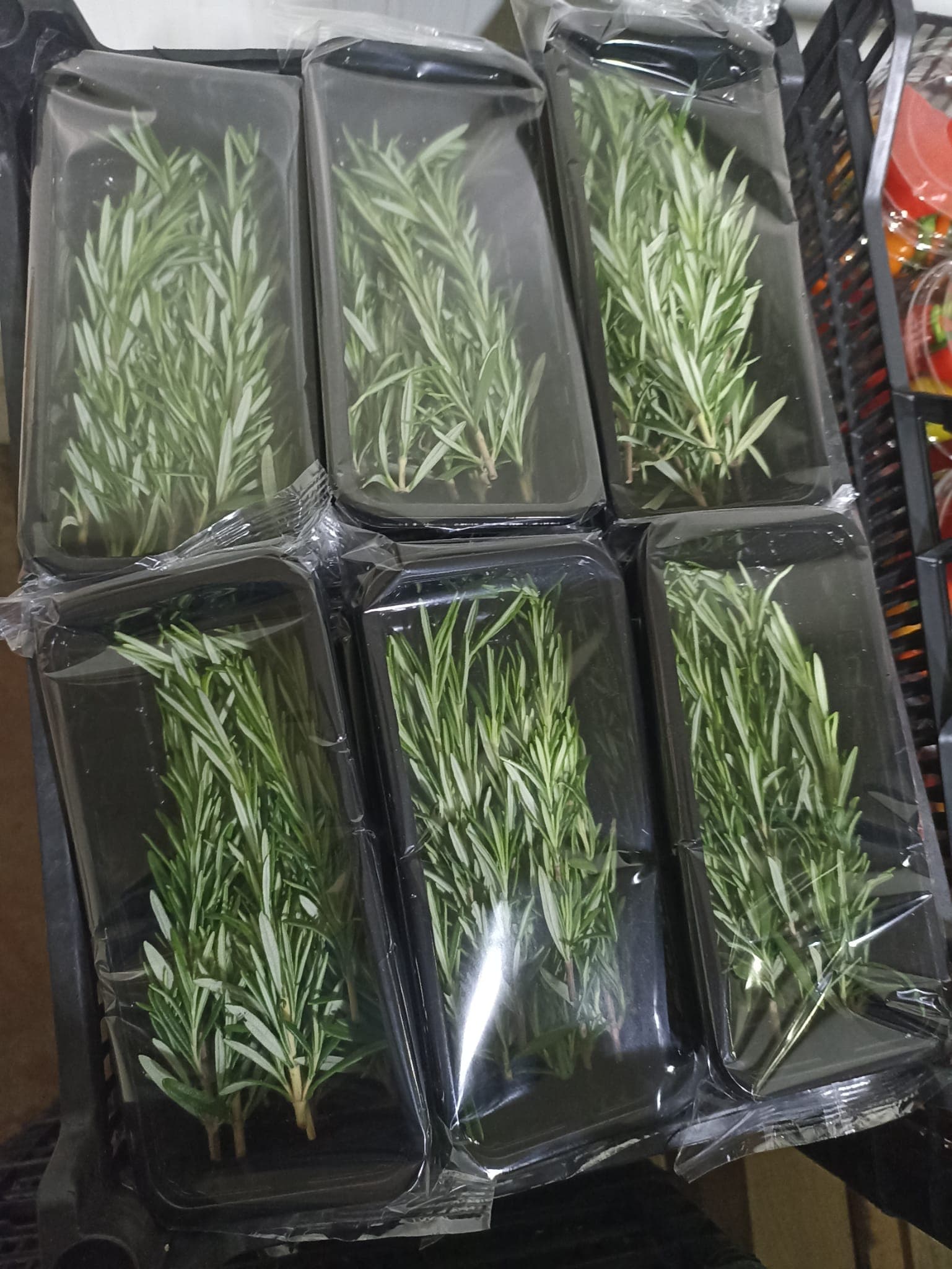 Fresh Rosemary 25gr