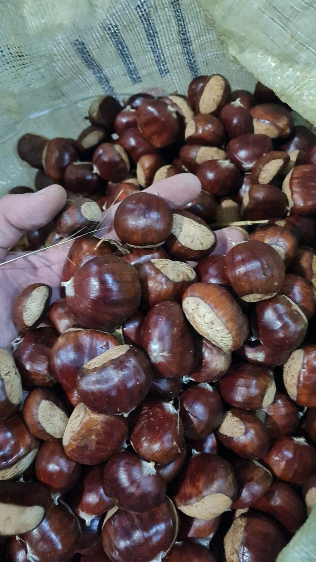 Chestnut