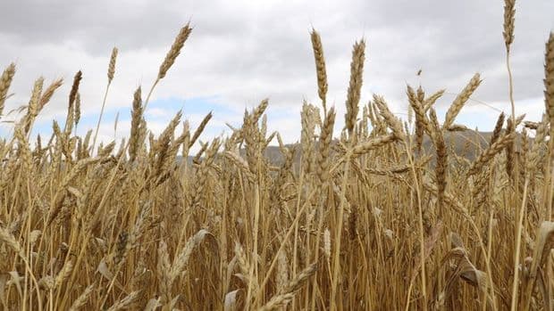 wheat price can reach up to 400 dollars