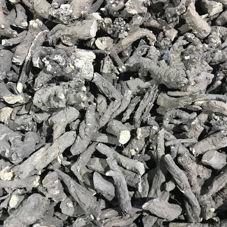 Gypsophila paniculata roots