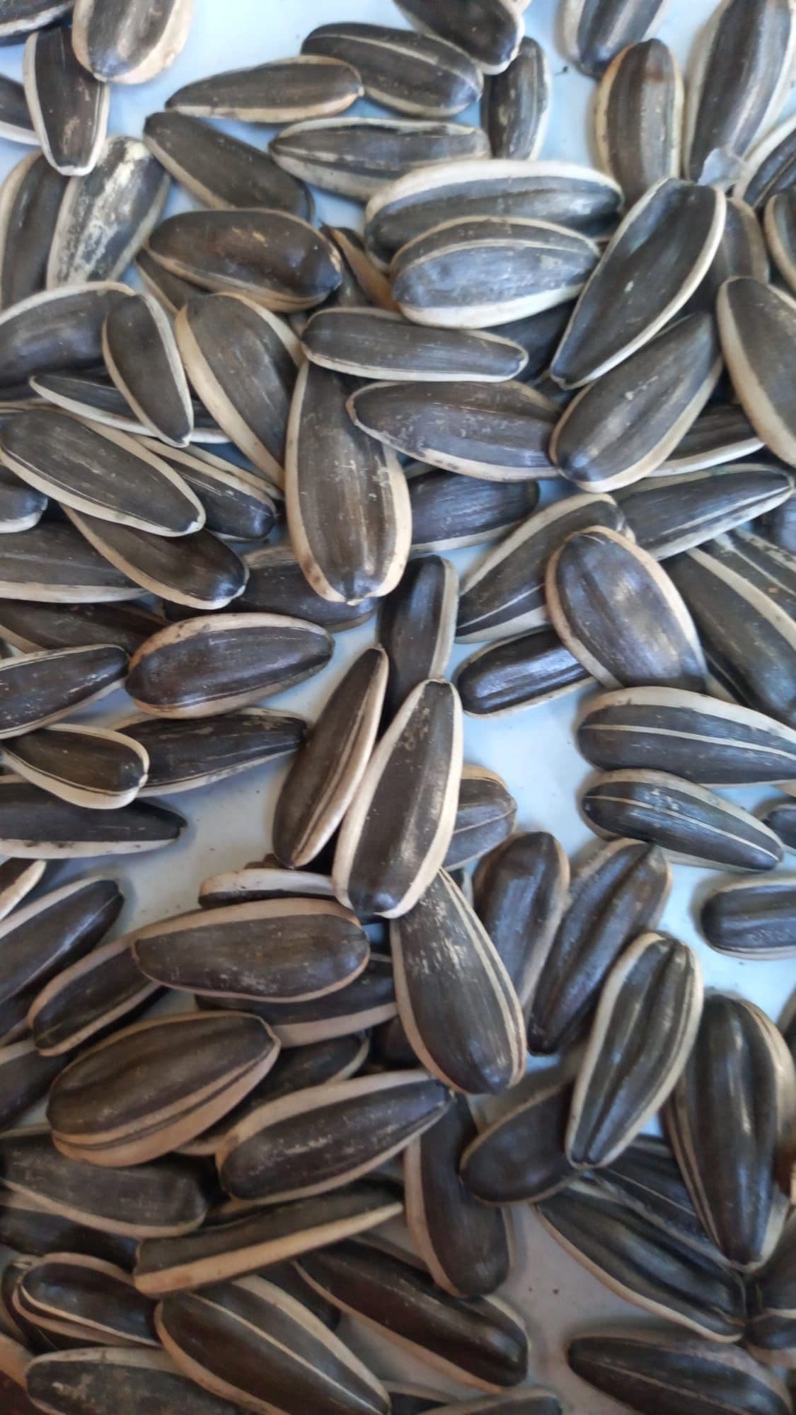 Sunflower Seeds Black