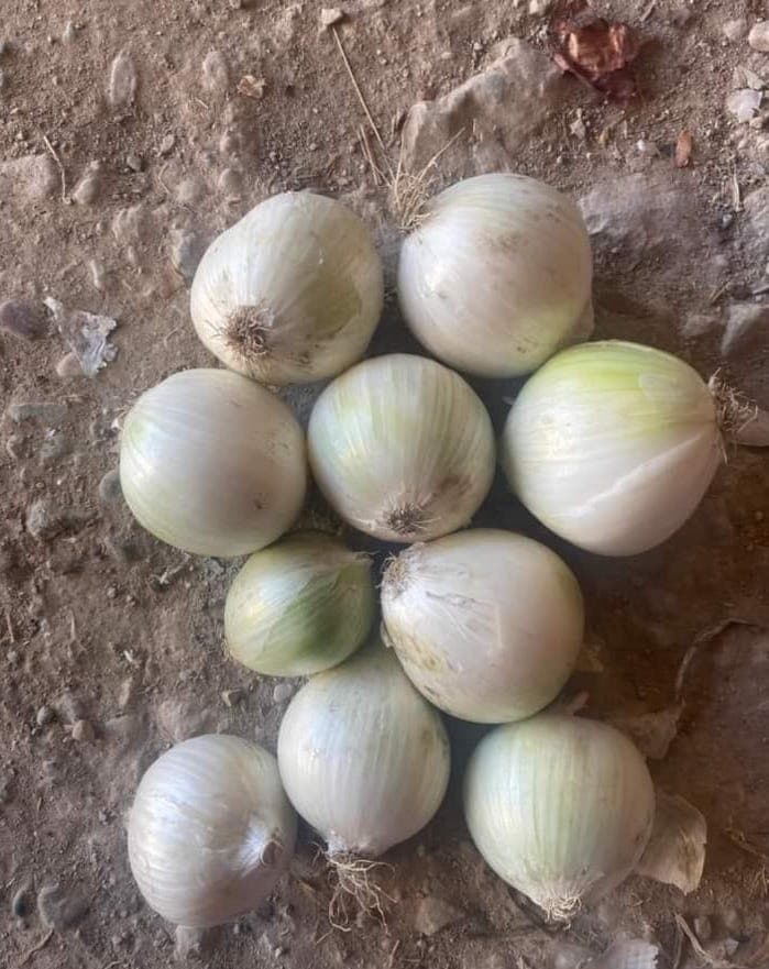 Silver White Onion