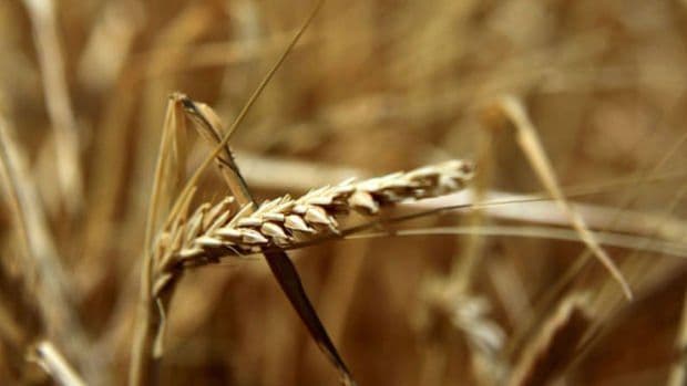 Wheat prices started to rise from the lowest of 3 months