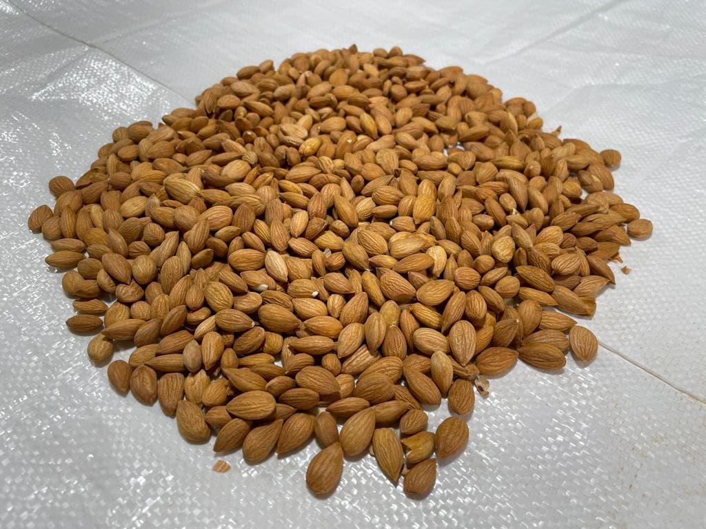 Sweet Apricot Kernels sulfured sortex cleaned
