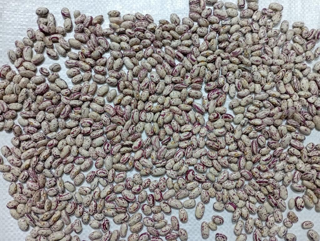 Kidney Bean