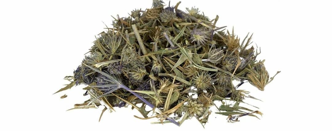 Eryngium campestre
