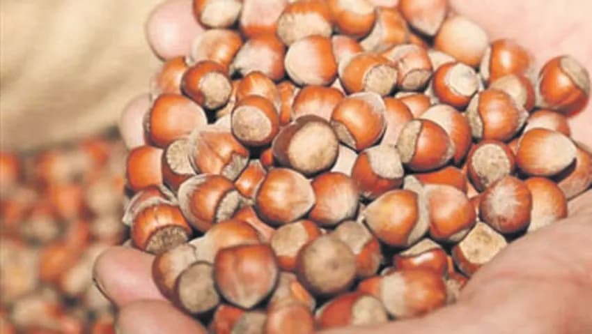 Hazelnut exports declined during 2022
