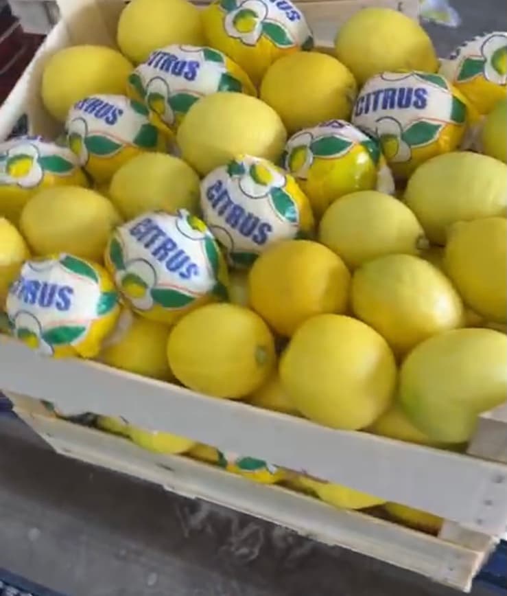 Lemon Lamas type