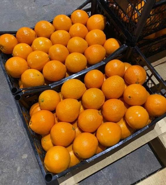 Orange Washington type
