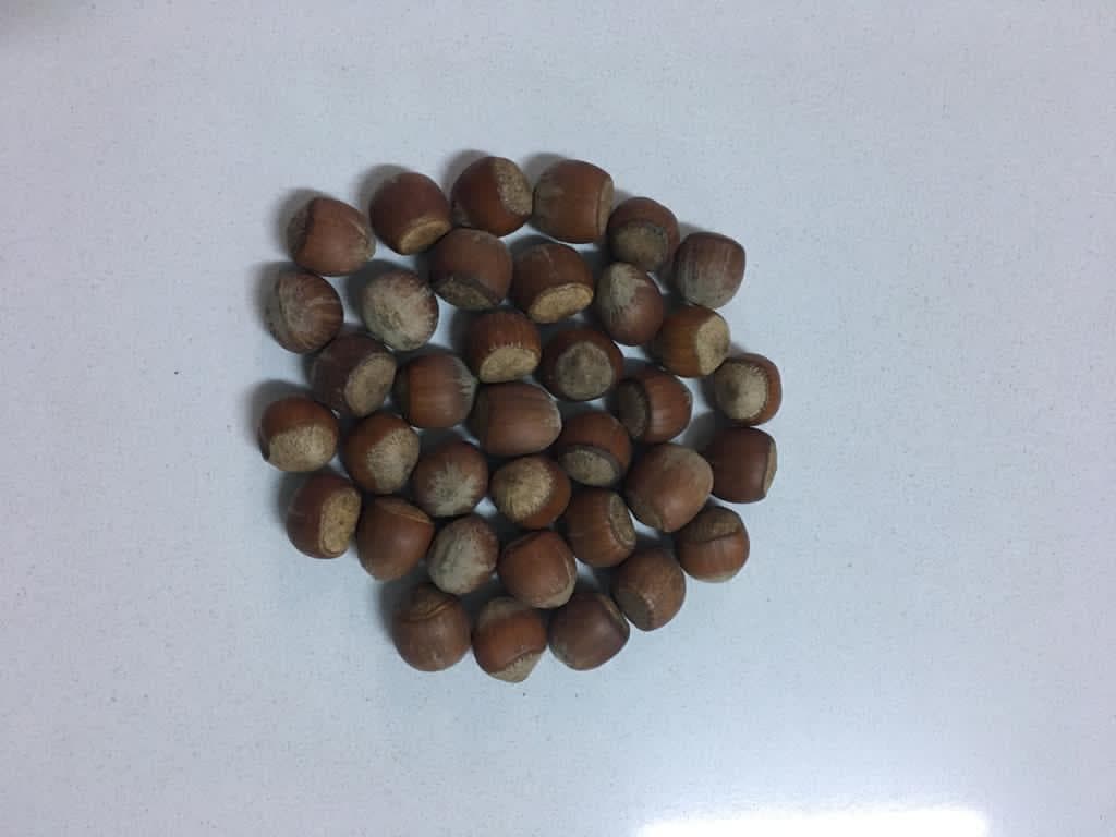 TMO - HAZELNUT sales have started