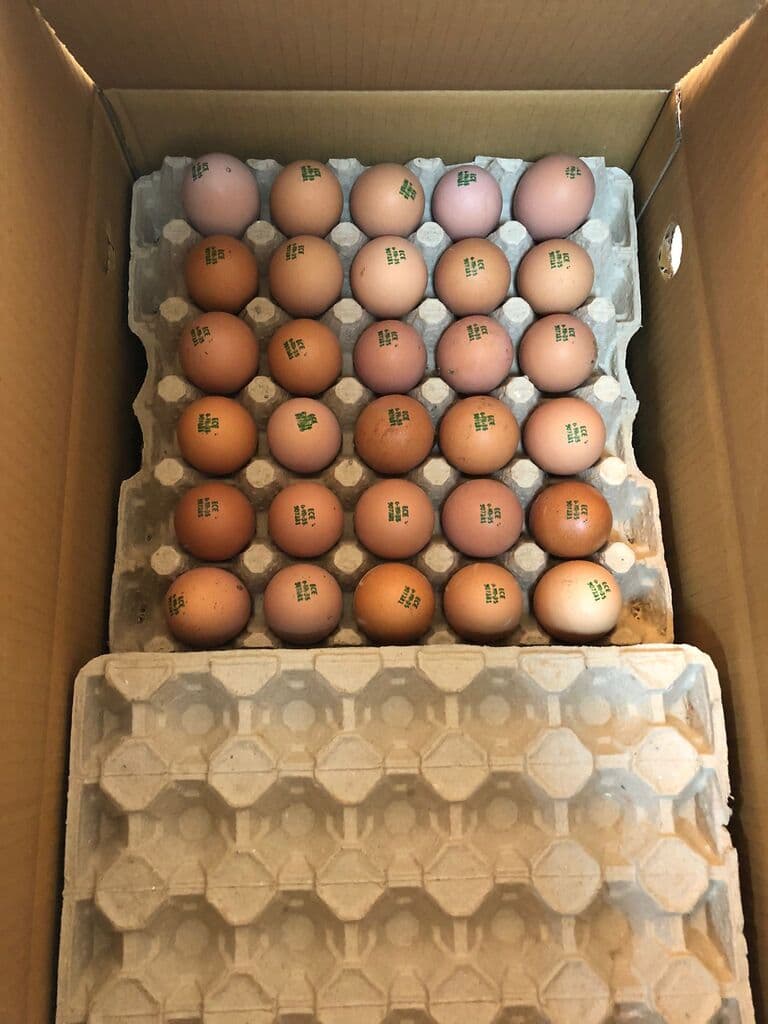 Organic Chicken Egg
