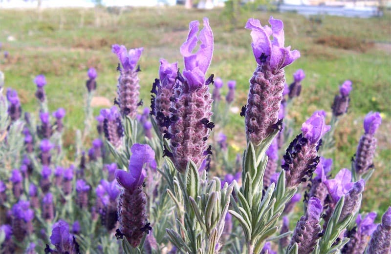 French Lavender Lavandula stoechas