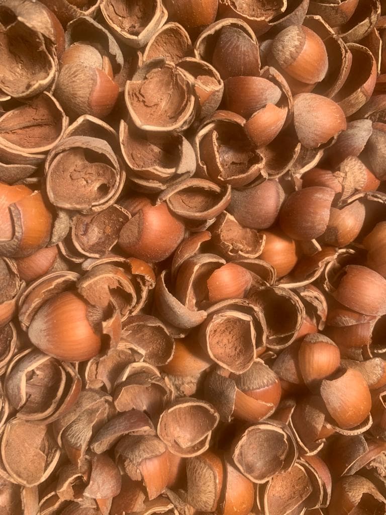Hazelnut shells